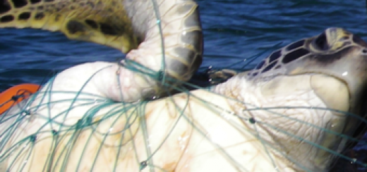 tortuga marina karumbe
