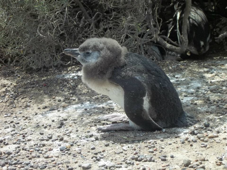 pinguinos de magallanes