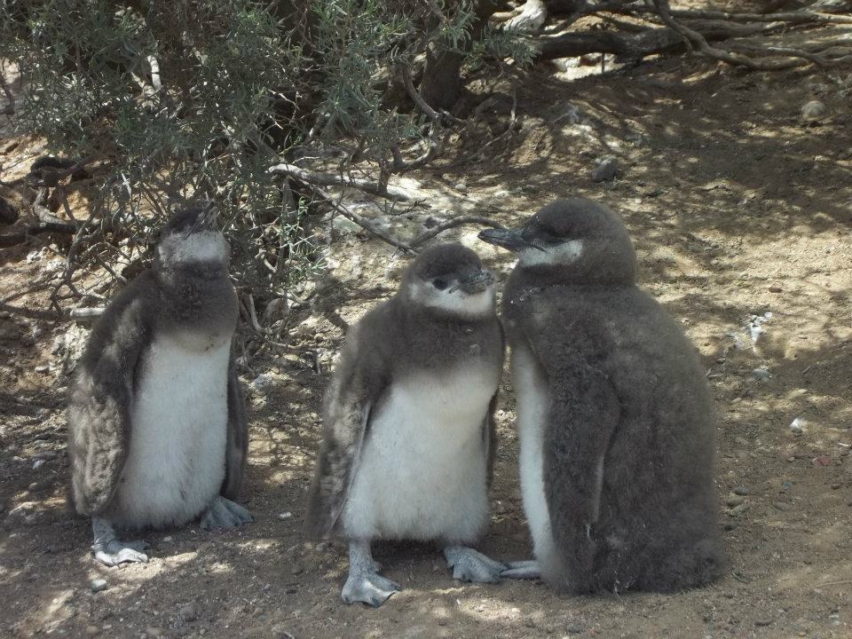 pinguinos de magallanes
