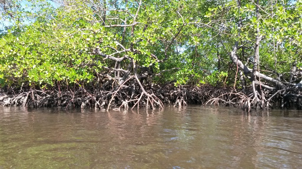 manguezal ilha de boipeba