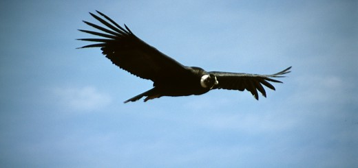 aves-condor
